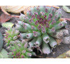 Молодило  Oddity ( Sempervivum cv. Oddity) 